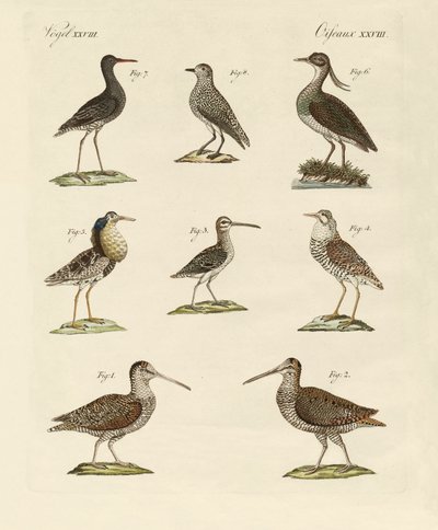 Aves de pantano extrañas de German School