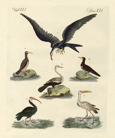 Aves extrañas de pantano y acuáticas de German School