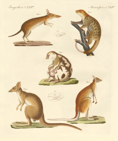 Marsupiales extraños de German School