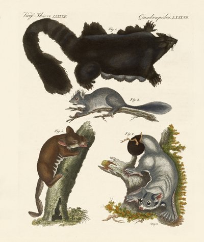 Marsupiales extraños de German School