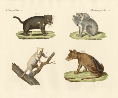 Marsupiales extraños de German School