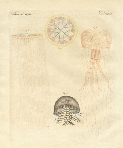 Medusas extrañas de German School