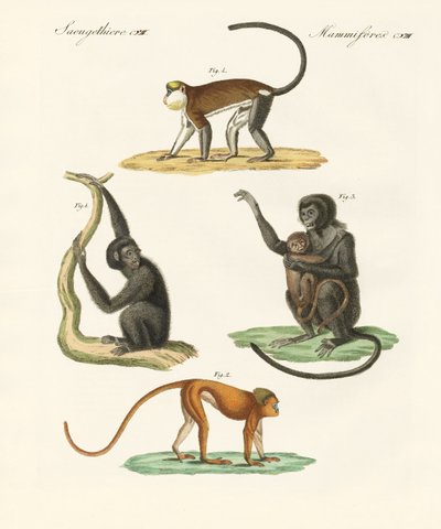Monos extraños de German School