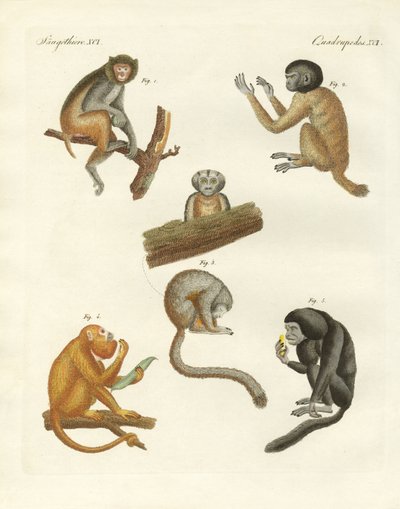 Monos extraños de German School