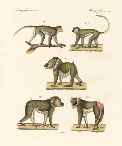 Monos extraños de German School