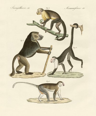 Monos extraños de German School