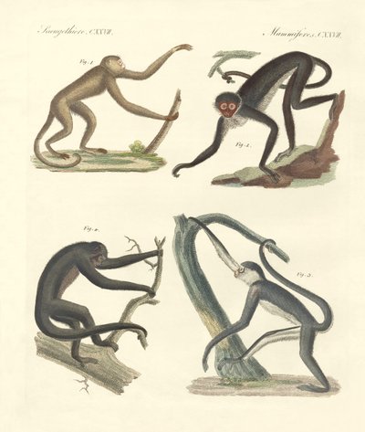 Monos extraños del nuevo continente de German School