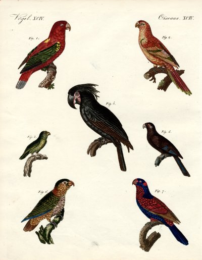 Loros extraños de German School