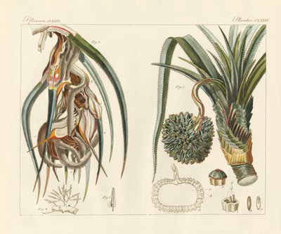 Plantas extrañas de German School