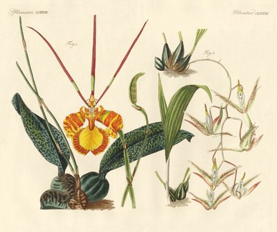 Plantas extrañas de German School