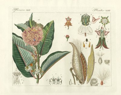 Plantas extrañas de German School