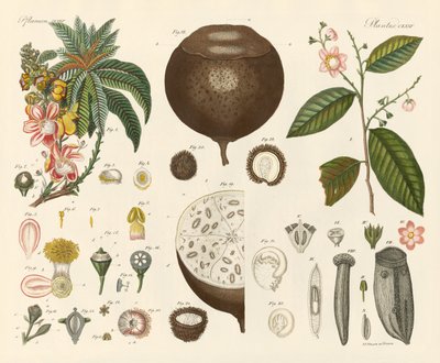 Plantas extrañas de German School