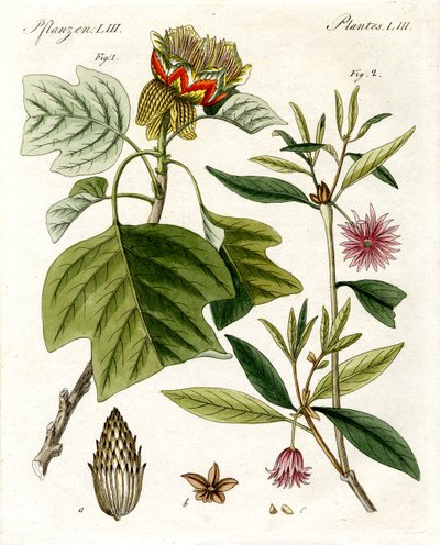 Plantas extrañas de German School