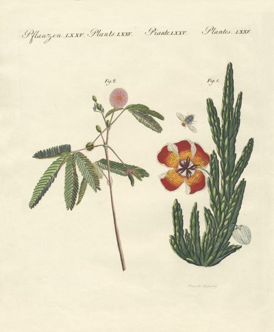 Plantas extrañas de German School