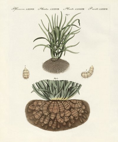 Plantas extrañas de German School