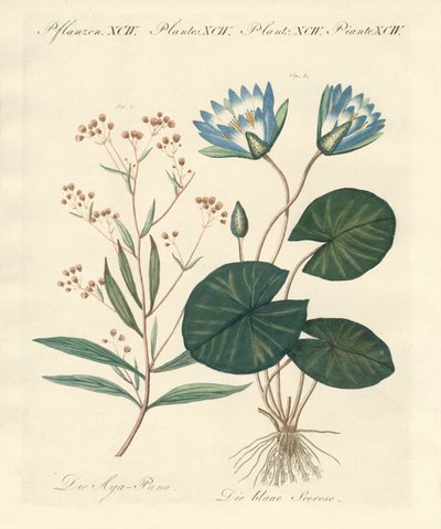 Plantas extrañas de German School