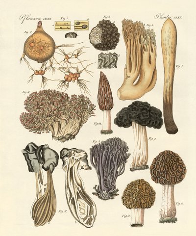 Plantas extrañas de German School