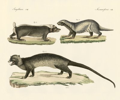 Zorrillos extraños de German School