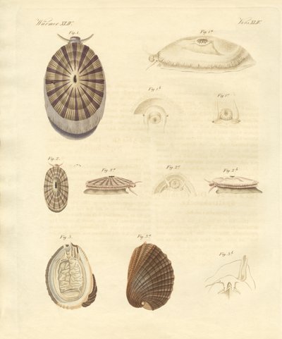 Caracoles extraños de German School