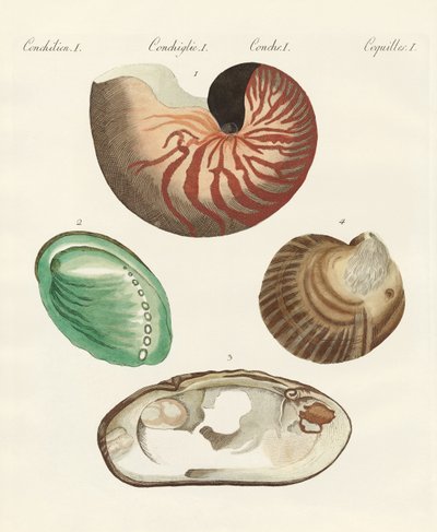 Caracoles y almejas extraños de German School