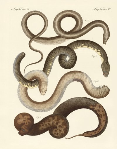 Serpiente extraña de German School