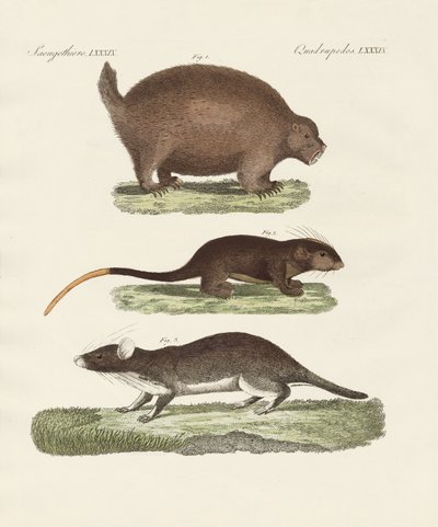 Animales espinosos extraños de German School