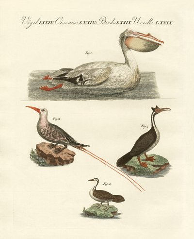 Aves Nadadoras Extrañas (grabado coloreado) de German School