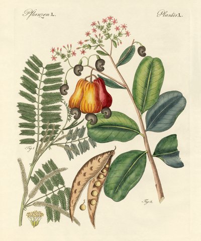 Árboles extraños de German School