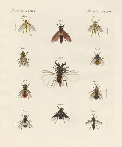 Insectos extraños de dos alas de German School