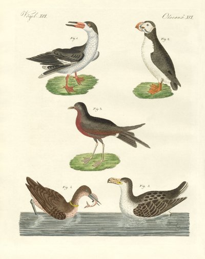 Aves acuáticas extrañas de German School