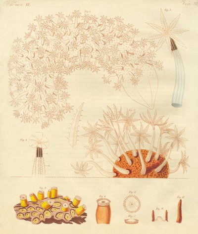Gusanos y zoófitos extraños de German School