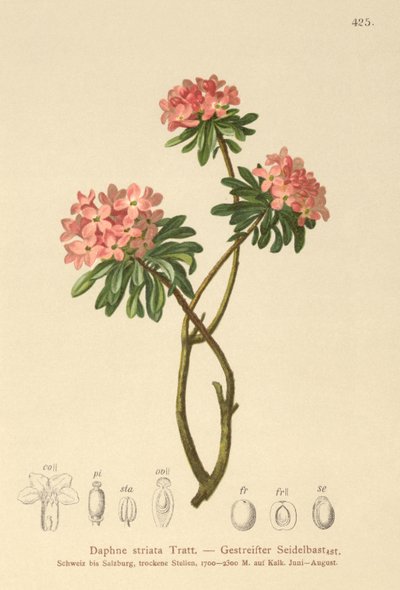 Dafne estriada (Daphne striata) de German School
