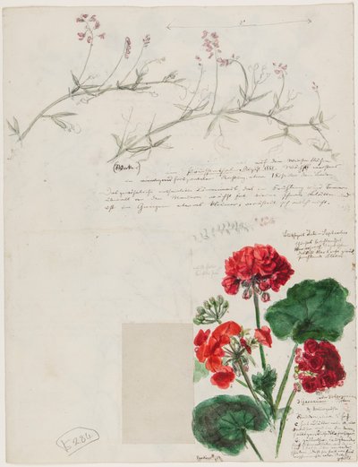 Estudios de plantas y figuras realizados en Roma y Pankow, Berlín, 1868 de German School