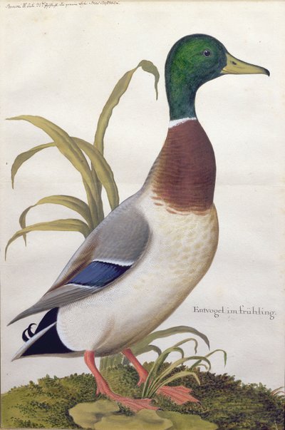Estudio de un pato silvestre, c.1790 de German School