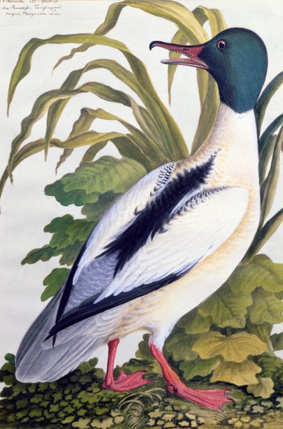 Estudio de un pato silvestre, c.1790 de German School