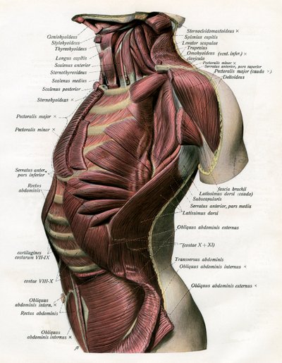 Estudio de los músculos del torso y cuello humano de German School