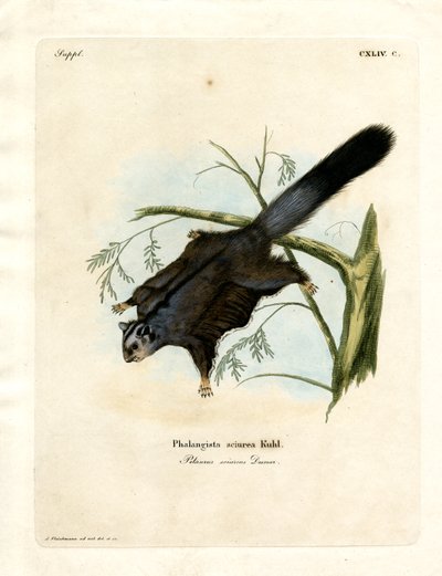 Ardilla de azúcar de German School