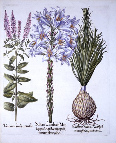 Lirio Sultan Zambach y Bulbo, Veronica, de Hortus Eystettensis, por Basil Besler, pub. 1613 de German School