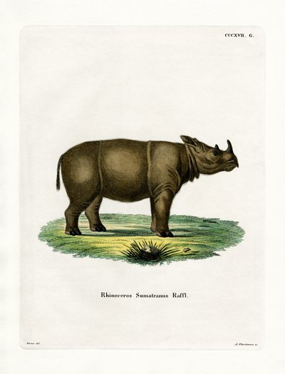 Rinoceronte de Sumatra de German School