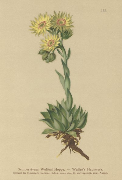 Siempreviva del sol (Sempervivum Wulfenii) de German School