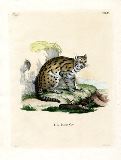 Leopardo nublado de Sunda de German School