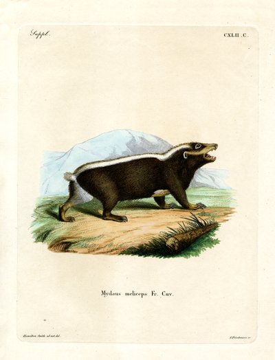 Tejón Apestoso de Sunda de German School
