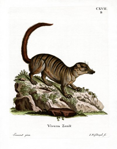 Suricata de German School