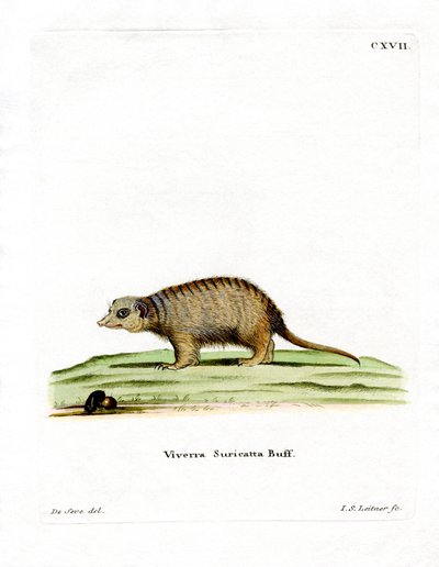 Suricata de German School