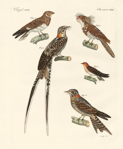 Aves parecidas a golondrinas de German School