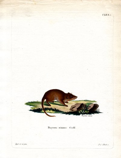 Antechinus de pantano de German School