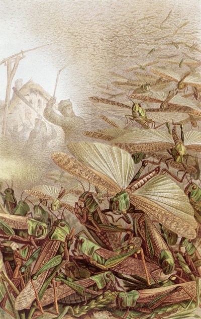 Enjambre de langostas migratorias, lámina de Brehms Tierleben: Allgemeine Kunde des Tierreichs, vol.9, p.592, publicada por Bibliographisches Institut, 1892 de German School
