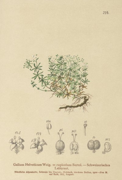 Hierba de cama suiza (Galium Helveticum, Galium rupicolum, Galium megalospermum) de German School