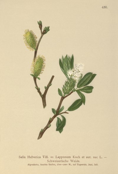 Sauce suizo (Salix Helvetica, Salix Lapponum) de German School