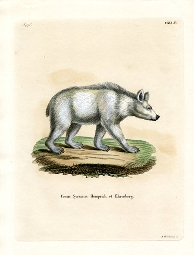 Oso Pardo Sirio de German School